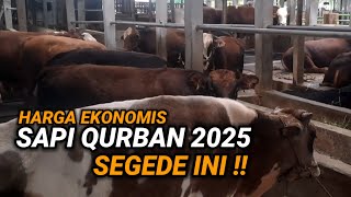 SAPi Qurban 2025  KELAS EKONOMIS  HARGA MULAI 25 JT DI JAKARTA #sapisimentaljumbo #sapiqurban2025