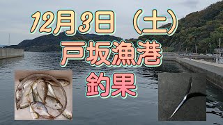 【海釣り】12月3日 和歌山県 戸坂漁港 釣果（アジ、タチウオ、アイゴ）