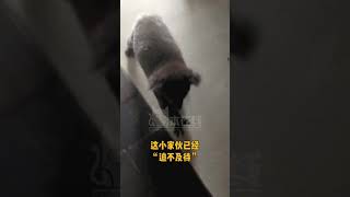 #小考拉 误闯#澳洲 女子家中，在圣诞树上安家🎄网友神评：“这🐨挂件好逼真呀”😂 #墨尔本