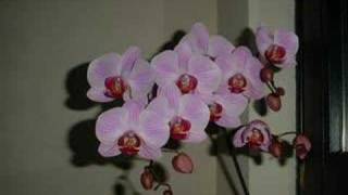 The Orchid