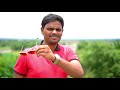 Download Samajavaragamana Ala Vaikunthapurramuloo preewdding song mp3