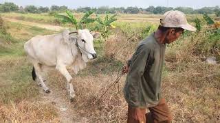 the process of cattle boarding the truck