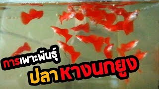 วิธีเพาะพันธุ์ปลาหางนกยูงเกรด How to breed guppies fish