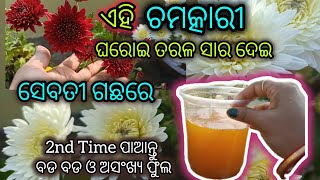 ଏହି ଚମତ୍କାରୀ ଘରୋଇ ତରଳ ସାର ଦେଇ ,ସେବତୀ ଗଛରେ 2nd Time ବଡ ବଡ ଅସଂଖ୍ୟ ଫୁଲ ପାଆନ୍ତୁ, #guldaudi #sanjpassion