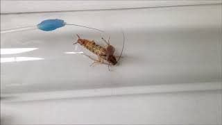 Antennal grooming facilitates courtship performance in a group-living insect, the German cockroach