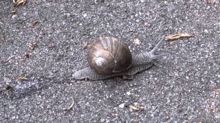 snail