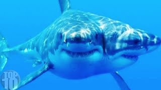 10 Sea Monsters Scarier Than Megalodon