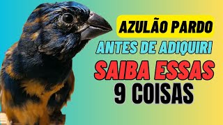 9 coisas que você tem que saber sobre AZULÃO PARDO antes de adiquiri um