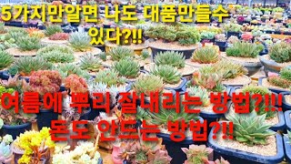 다육이♡ 돈안들이고 여름에 뿌리잘내리는 방법?!! 대품으로 다육이키우는방법 !!다육, 多肉植物, Succulents, Echeveria, 수제화분,