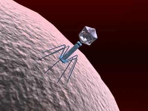 3d Model Of Bacteriophage Virus Review Youtube