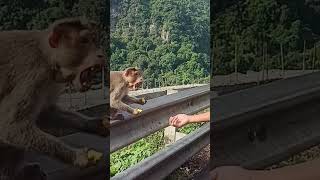 Funny Monkey Comedy / Monkey Comedy in Tamil / Funny Comedy Video