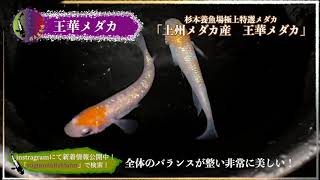 【超極上メダカ】上州メダカ産「王華」超特選魚！メダカと言えば杉本養魚場へ