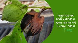 Cotton diseases management - Gujarthi