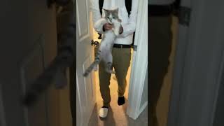 絶対に入りたい猫 VS 絶対に入られたくない人間 の戦い(毎朝) #shorts #cat #kitten