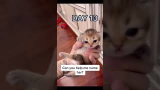 Funny cat | cute cats and dogs reaction animals doing funny things #funnycats #shorts #cats #569