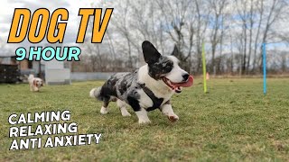 9-Hour Calming Music for Dogs 🐾 Anti-Anxiety Dog TV Video 🎹 The Ultimate Relaxing Video for Dogs 🐶