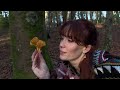 medicinal mushrooms for free foraging and how to use