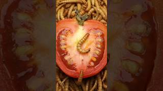 Mealworm VS Tomato Timelapse #mealwormtimelapses #timelapse #mealworms #tomato