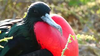 Great Frigatebird (Fregata minor)🐦🦜🕊️🎵❤️