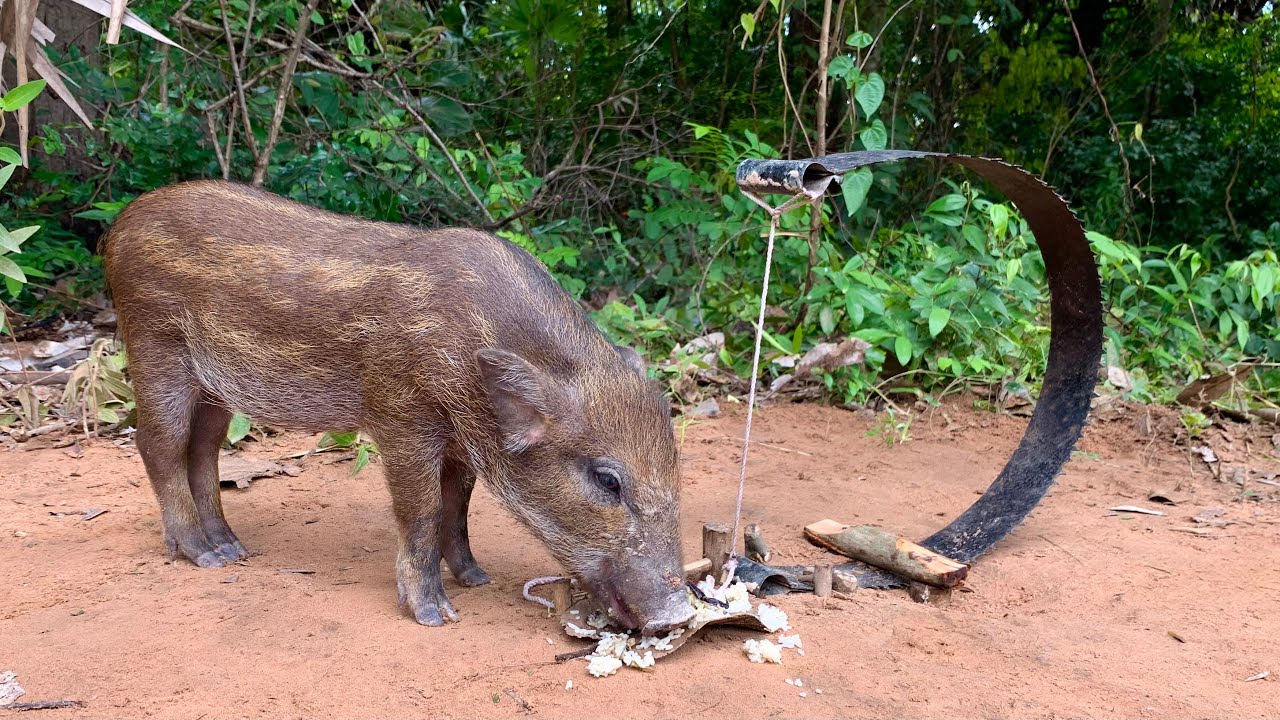 Amazing Pig Trap Build Unique Wild Boar Trap Tool Using Big Nnal Two