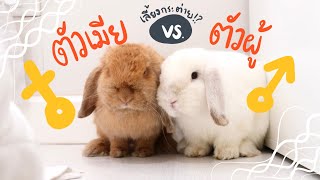 EP.16 ตัวผู้ vs. ตัวเมีย เลี้ยงกระต่ายเพศไหนดี!? #BunnyTTCoupe | Joyjee Loveberry