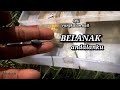 MANCING BELANAK ||Anti gagal..!! Cuma rangkaian ini jadi andalanku