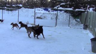 Récréation des chiens au Chenil de l'Outaouais / Play time at the Outaouais Kennel.