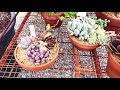 78 跟我一起【血拼】多肉吧🌵 不要太爽 ｜more succulent please