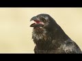 bird sounds common raven call