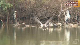 冬の水鳥たち　平城宮跡に集う