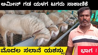 ಅಮೀನ್ ಗಡ ಯಳಗ ಟಗರು ಸಾಕಾಣಿಕೆ | AMINGADA YALAGA MALE SHEEP FARMING |