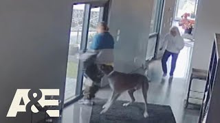 Great Dane Fights Off Intruder During Home Robbery | An Animal Saved My Life | A&E