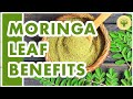 MORINGA LEAF BENEFITS | DRUMSTICK LEAVES BENEFITS