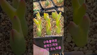 빌로붐  #코노피튬 #다육식물 #반려식물 #식테크 #conophytum #succulent #plants #빌로붐 #이찬원 #모든날모든순간