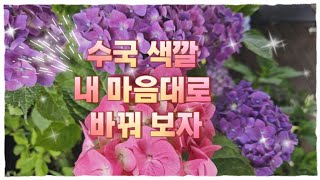 🌹수국 색깔 내 마음대로 바꿔보기/6월 여름 마당 정원 새롭게 피는 꽃 한번 보실까요?