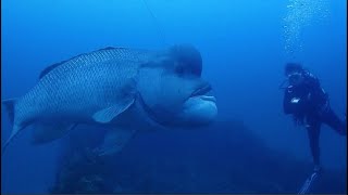 Facts: The Asian Sheepshead Wrasse (Kobudai)