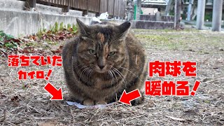 落ちていたカイロで肉球を暖めるナナちゃん！賢いわ！😍😻　It is a cat which lives in the park.