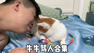 牛小脾气大哈哈哈#话唠猫 #戏精猫