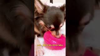 可愛くてごめん←いや聞いてないからごめん...笑【極小チワワ子犬】 #shorts #tiktok