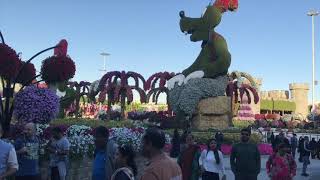 മരുഭൂമിയിലെ അത്ഭുത പൂന്തോട്ടം ( Miracle Garden -Dubai)