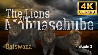 The Lions of Mabuasehube (The French Connection) | E3 S2 | Botswana | 4k