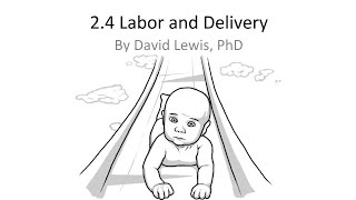 2.4 Labor and Delivery