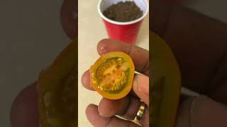 grow cherry tomatoes from seeds #shorts #tomatoes