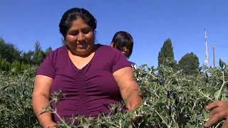 BIPOC farmers try to level the field in Skagit County