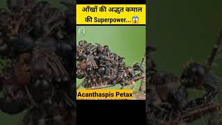 Top Amazing Random Facts Eyes insects building #shorts #ytshorts #short #informatunnel #facts