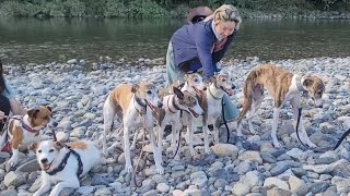 2022.8.7.Sun【山口県 錦川】ウィペットのカイトオッサンが初めてのガチ川遊びに行ってみた！ワンズも飼い主も遊びまくり食いまくり(*´∀`)♪ここはパラダイスですか？(WHIPPET BBQ)