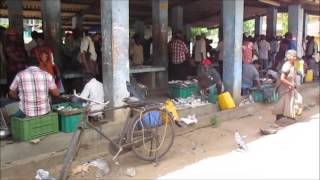 Fish Market Kalviyankadu கல்வியங்காடு Sri Lanka