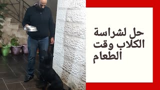 حل جذري لشراسة الكلاب وقت الأكل + الطريقة الصحيحة للتعامل مع الكلب وقت الأكل