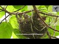 greater racket tailed drongo nesting from incubation to hatched chicks