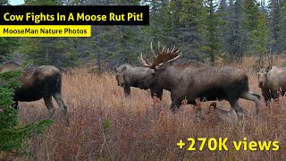 Cow Fights In A Moose Rut Pit!